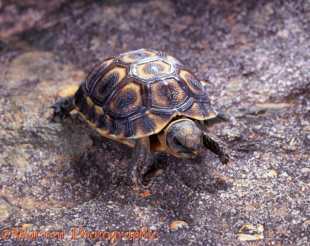 Angulate Tortoise (Chersina angulata) hatchling.  South Africa