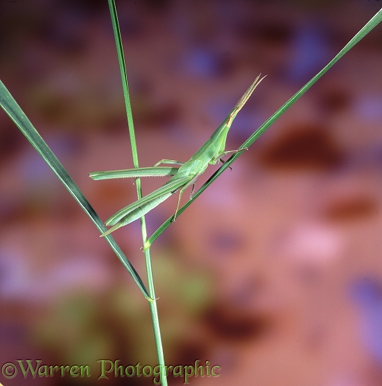 Grasshopper (unidentified) on grass