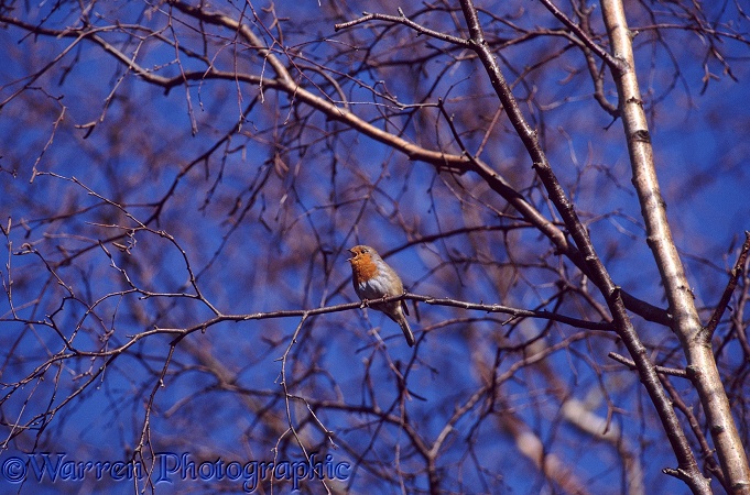 European Robin (Erithacus rubecula) singing in winter