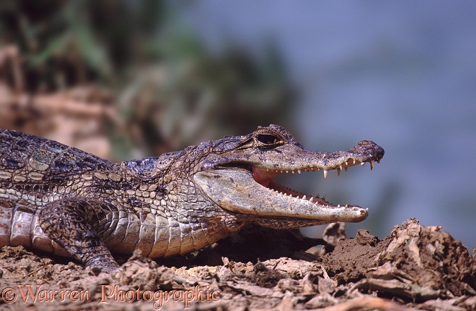 Spectacled Caiman (Caiman crocodilus).  South America