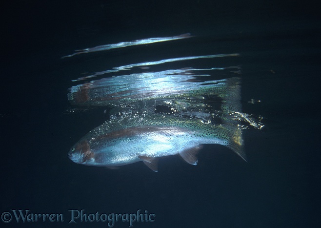 Rainbow Trout (Salmo gairdneri) taking food from the surface of a lake