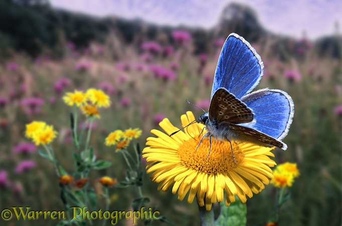 Adonis Blue Butterfly (Lysandra bellargus) feeding on Fleabane (Pulicaria dysenterica).  Europe, including Britain