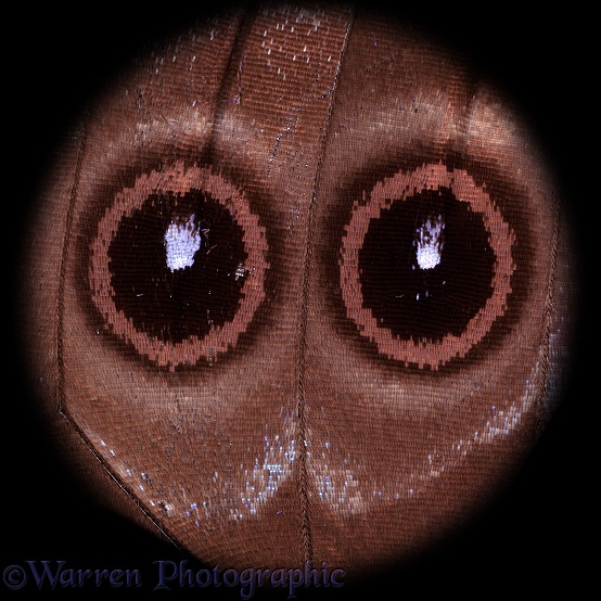 Morpho Butterfly (Morpho didius) detail of underside.  S America