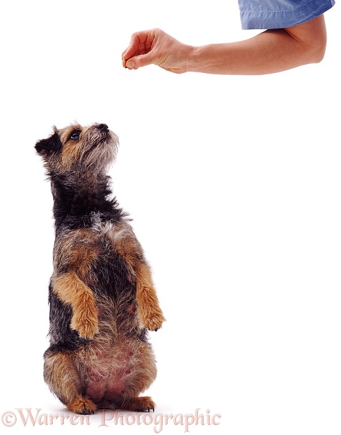 Border Terrier Fidget receiving a treat, white background