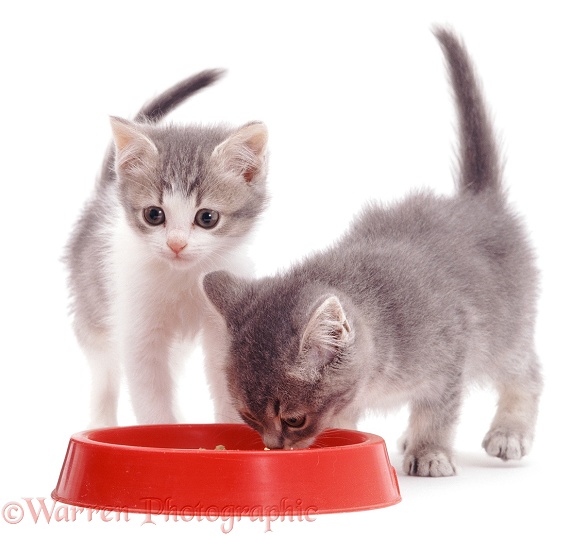 Two kittens eating from a plastic bowl, white background