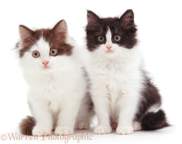 Black-and-white and Chocolate-and-white bicolour Persian-cross kittens, sitting, white background