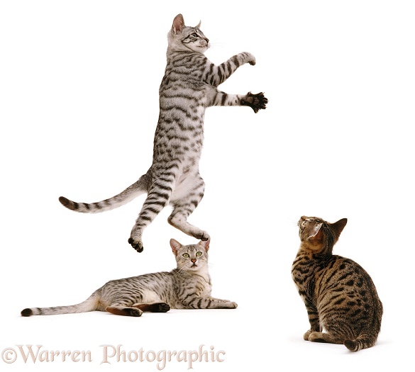 Egyptian Mau kittens, one playfully leaping, white background