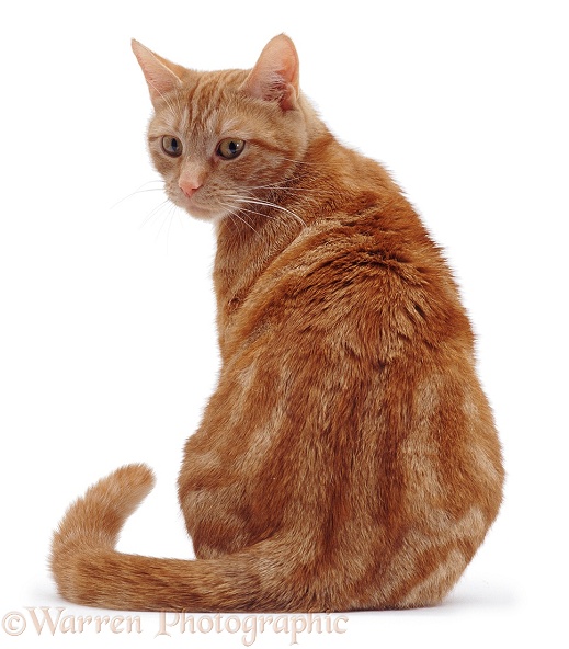 Ginger cat sitting looking round over shoulder, white background