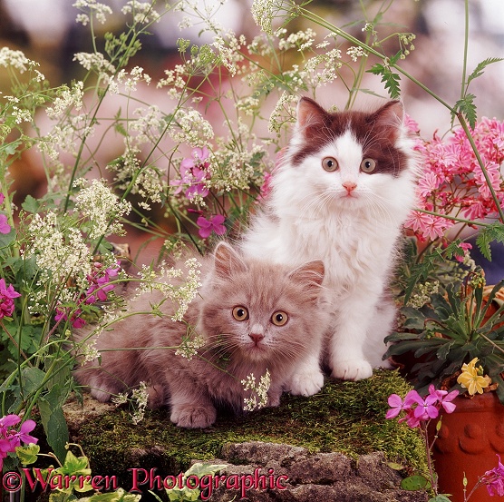 Lilac and chocolate-bicolour kittens among late spring flowers