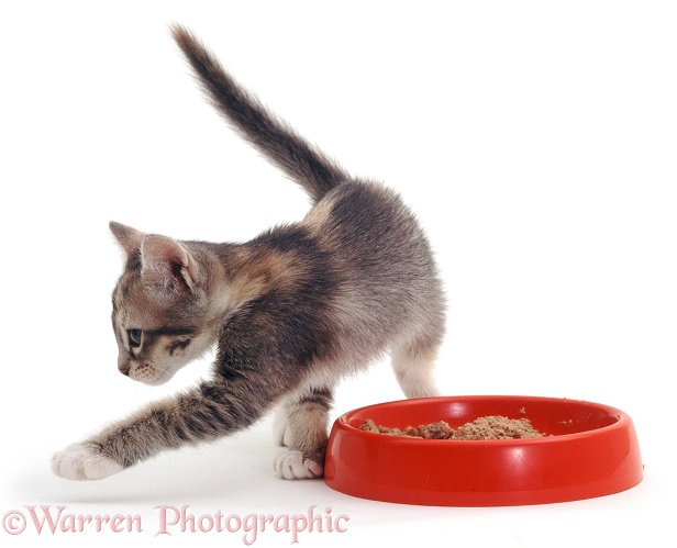Blue-cream Harebell kitten, food covering after she has finished eating, white background