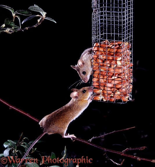 Yellow-necked Mice (Apodemus flavicollis) taking peanuts from a bird feeder at night.  Europe
