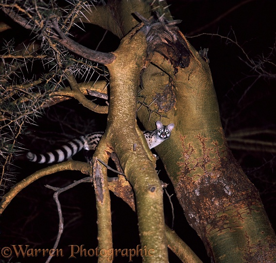 Common Genet (Genetta genetta) with fluffed tail in 'fever' tree at night.  Africa