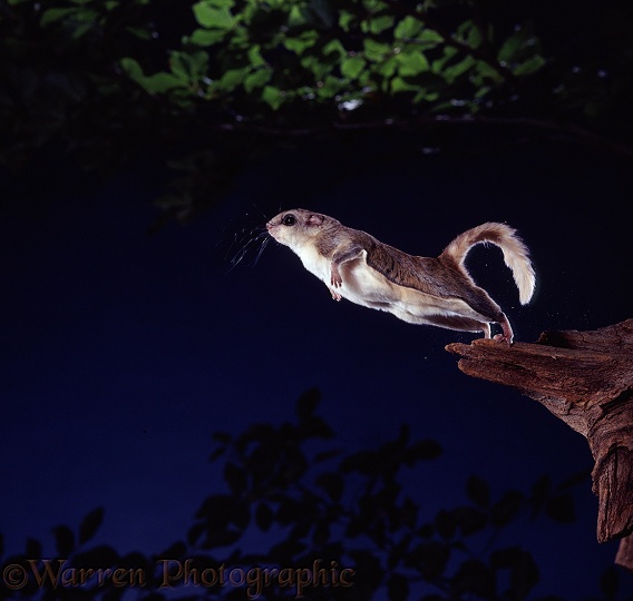 Southern Flying Squirrel (Glaucomys volans) leaping into the air from a broken branch.  North America