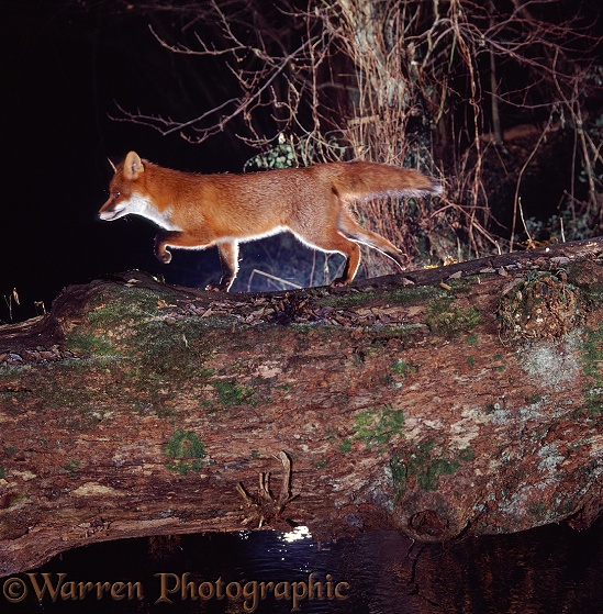 Red Fox (Vulpes vulpes) using a fallen oak to cross a small river.  Europe, North America, introduced elsewhere