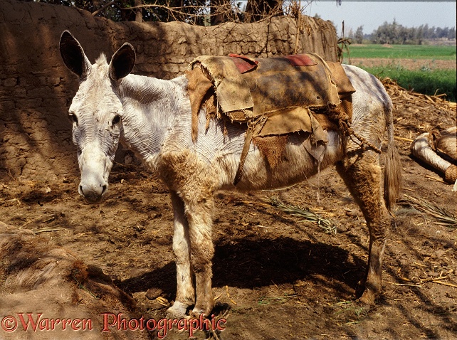 Domestic Donkey (Equus asinus) as a beast of burden. Nile Delta, Egypt