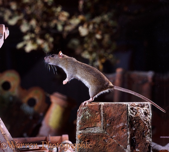 Brown Rat (Rattus norvegicus) balancing on hind legs and tail.  Worldwide