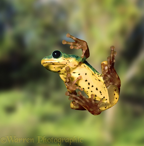 Reed Frog (Hyperolius viridiflavus) on glass, showing sucker pads on toes.  East Africa