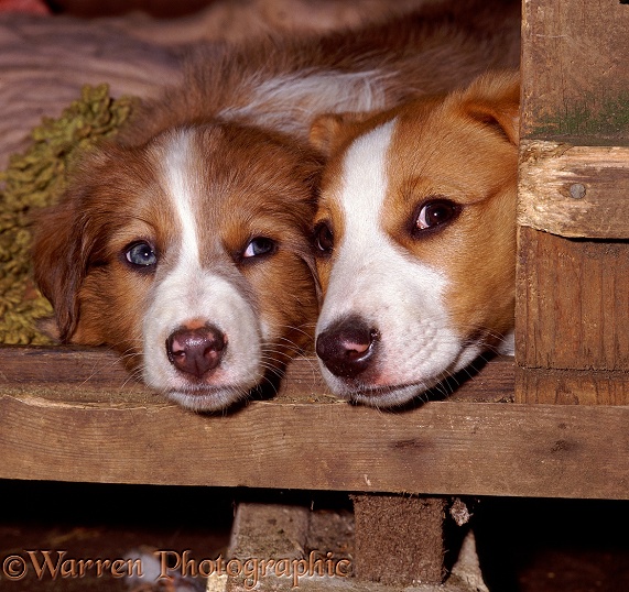 Two pups looking out of a kennel