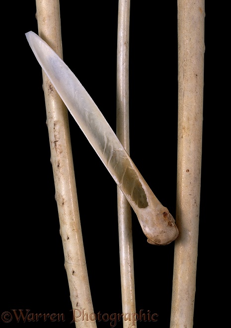 Frigatebird (Fregata species) wing bones with one sectioned to show hollow structure