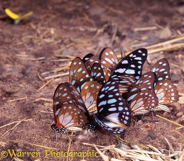 Veined Swordtail Butterflies (Graphium leonides) gathering on buffalo dung.  Southern Africa