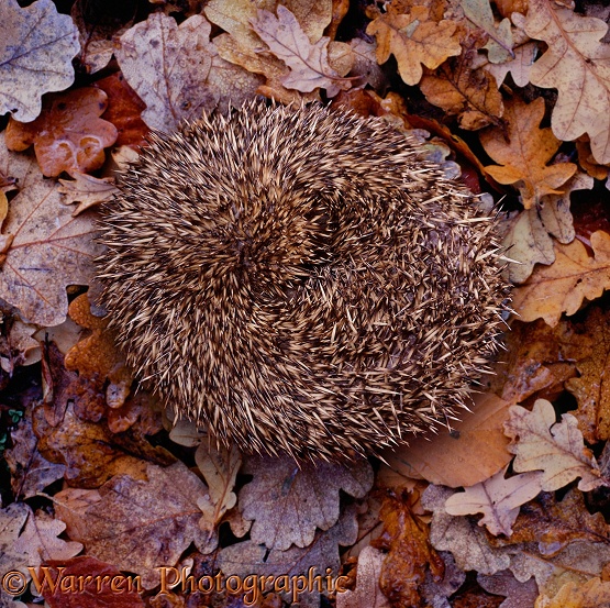 Hedgehog (Erinaceus europaeus) curled up.  Europe