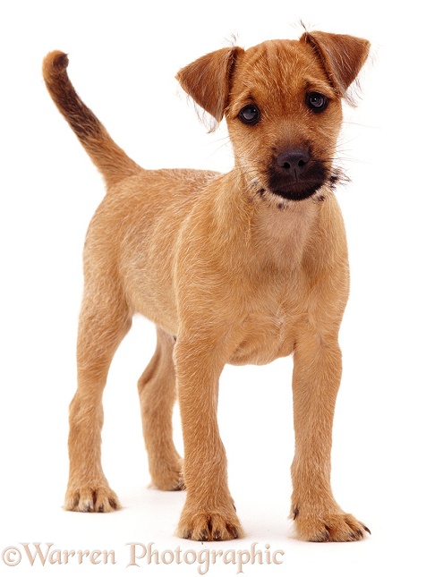 Terrier pup, Winston, 12 weeks old, standing, white background