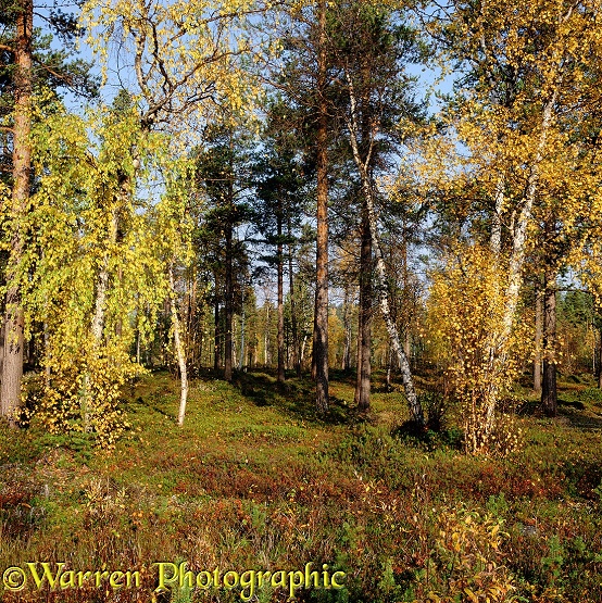 Lemmenjoki autumnal birches