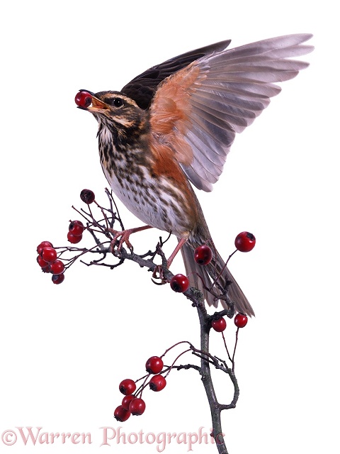 Redwing on hawthorn, white background