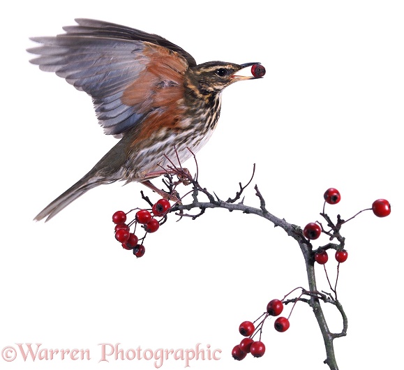 Redwing on hawthorn, white background