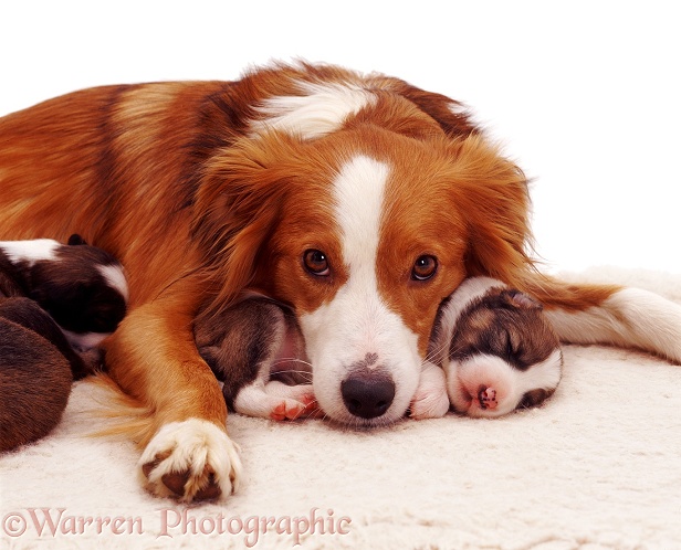 Border Collie mother, Lollipop, with young puppies, white background