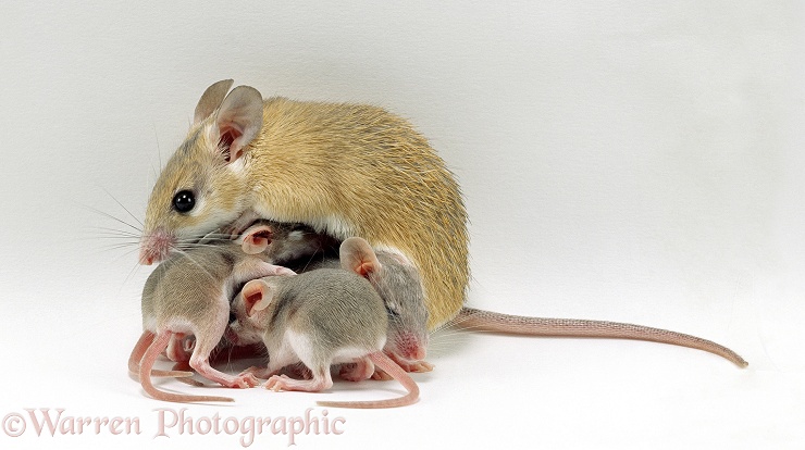 Spiny mouse with babies, white background
