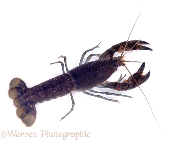 Crayfish (Cherax quinquecarinatus), white background