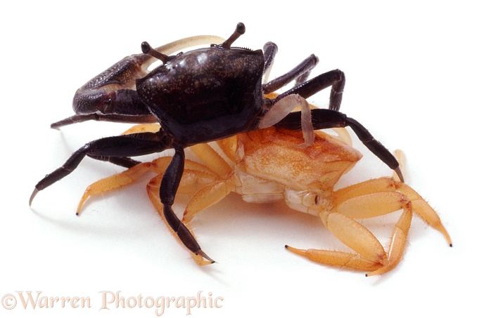 Fiddler Crab (Uca species) male on his cast off skin. He has just regenerated a lost hind leg, which is still pale, white background