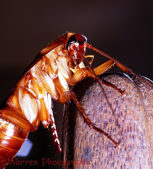American Cockroach (Periplaneta americana) portrait of female