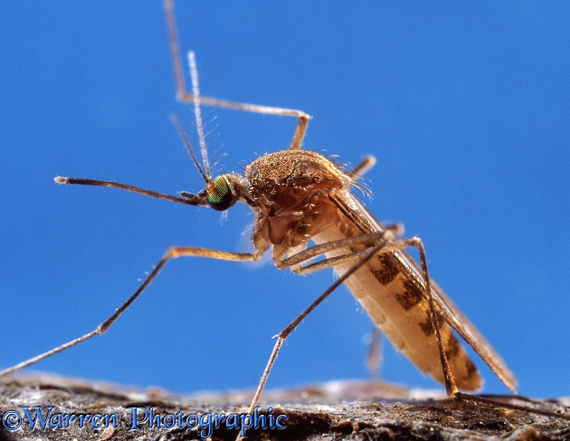 Mosquito (Culex pipiens) female portrait.  Europe