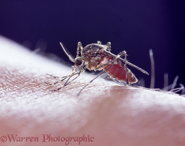 Mosquito (Theobaldia annulata) sucking blood from a human arm