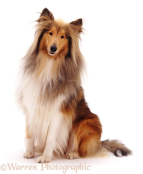 Sable Rough Collie Hadley, 2 years old, white background