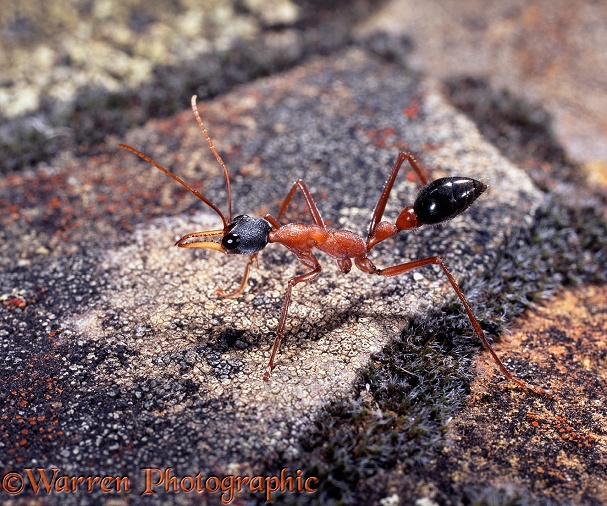 Bulldog Ant (Myrmecia sp) worker.  W Australia