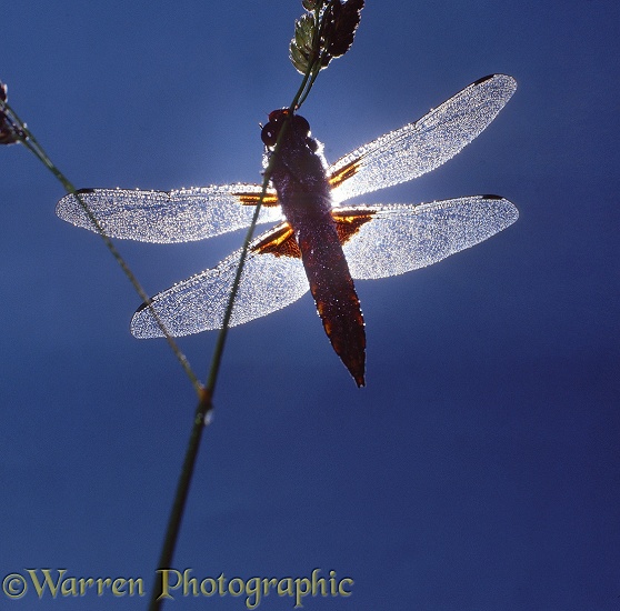 Broad-bodied Chaser Dragonfly (Libellula depressa) dew-covered.  Europe