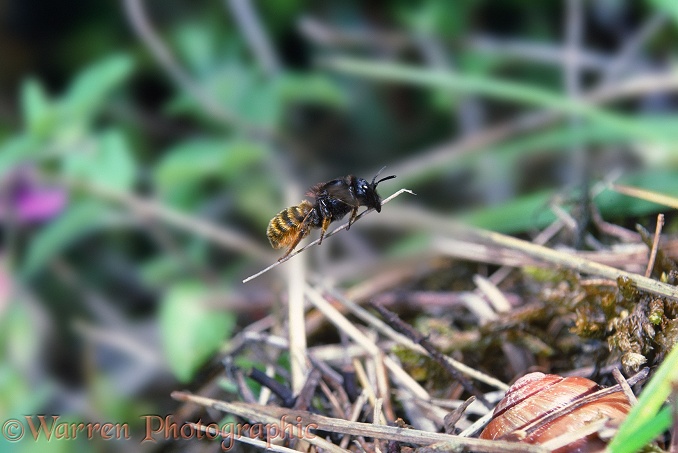 Mason Bee (Osmia bicolor) female carrying a piece of dead grass to cover her nest in an empty snail shell