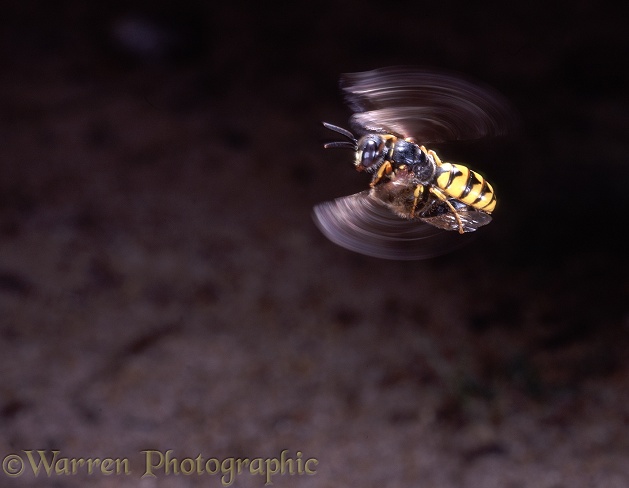Bee-killer Wasp (Philanthus triangulum) female flying low over ground with honey bee prey, searching for its burrow