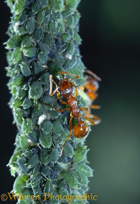 Red Ant (Myrmica rubra) worker collecting honeydew from aphids on nettle stem.  Europe