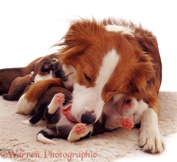 Border Collie mother, Lollipop, licking a young puppy, white background