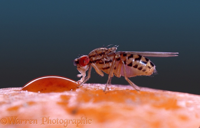 Fruit Fly (Drosophila fenestrarum) on orange peel