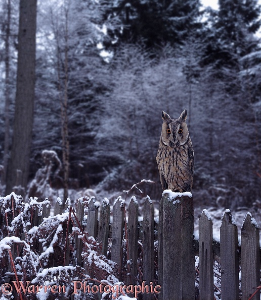 Long-eared Owl (Asio otus) on fence post in winter.  Europe, North America