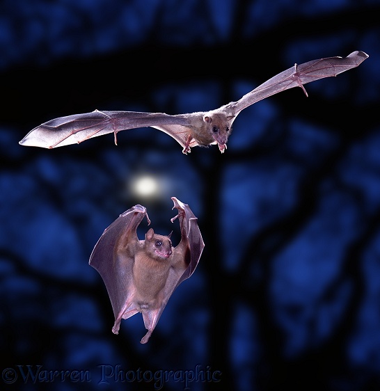 Egyptian Rousette Bats (Rousettus aegyptiacus) in flight