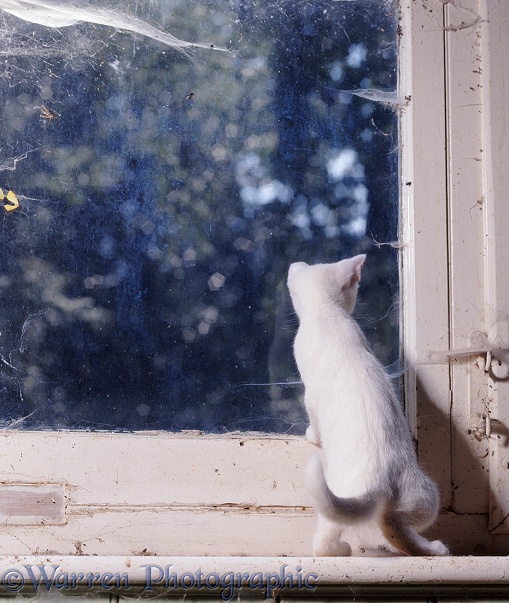 White kitten Cobweb looking out of a window