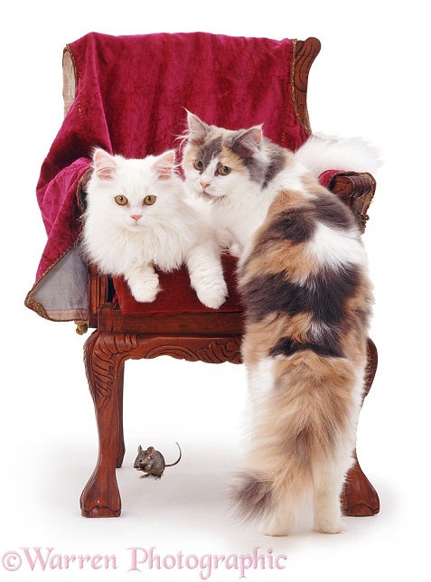 White cat Tommy and tricolour cat Thomasina on a child's chair. Mouse hides under the chair. For 'Pussy cat, pussy cat where have you been?...', white background