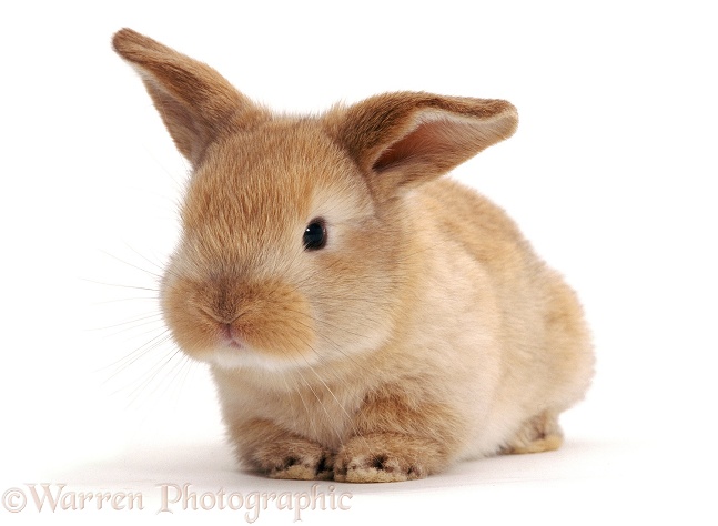 Sandy Lop rabbit, 3 weeks old, white background