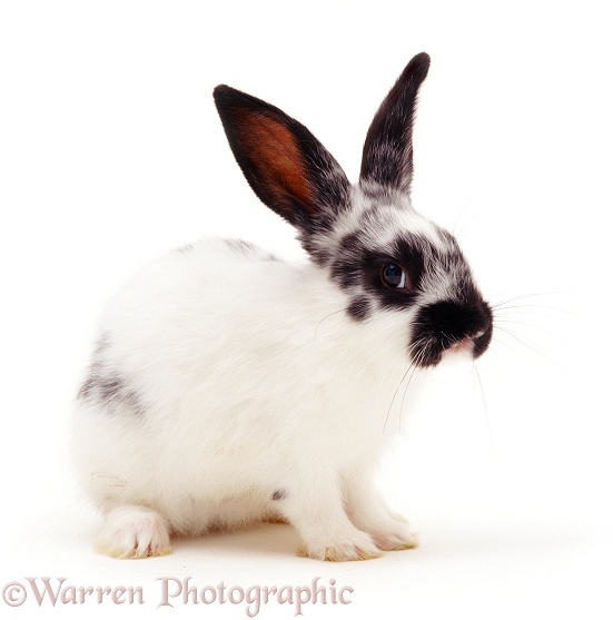 Black-and-white spotted rabbit, 5 weeks old, white background